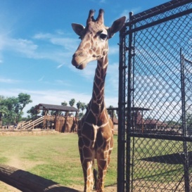 giraffe