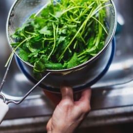 rinsing cilantro