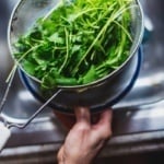 rinsing cilantro in the sink